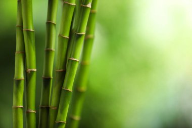Yeşil bambu kökleri bulanık arka planda, yakın planda. Metin için boşluk