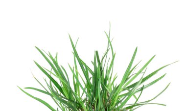 Güzel taze yeşil çimenler beyazda izole edilmiş