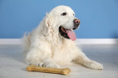 Kapalı alanda mavi duvarın yanında kemikleri çiğnenmiş sevimli bir köpek.