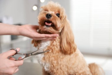 İçeride makasla köpek kılı kesen kadın, yakın plan. Hayvan bakımı.