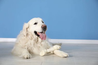 Mavi duvarın yanında yerde kemikleri çiğnenmiş şirin bir köpek.