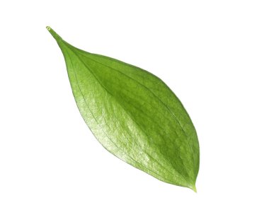 One fresh green Ruscus leaf isolated on white
