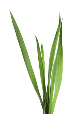 Beyaz çimenlerin üzerinde yeşil yapraklar