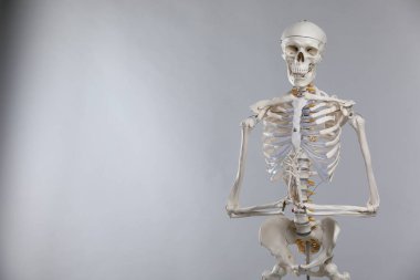 Artificial human skeleton model on gray background, space for text