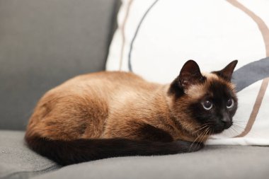 Tatlı Tayland kedisi yumuşak kanepede dinleniyor.