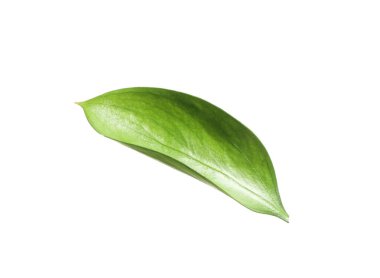 One fresh green Ruscus leaf isolated on white
