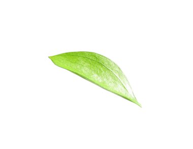 One fresh green Ruscus leaf isolated on white
