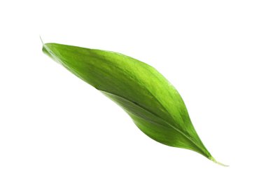One fresh green Ruscus leaf isolated on white