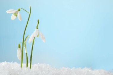 Beautiful snowdrops on snow against light blue background, closeup. Space for text