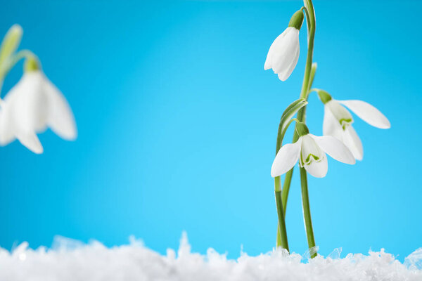 Beautiful snowdrops on snow against light blue background, closeup. Space for text