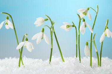 Açık mavi arkaplan üzerinde güzel kar damlaları, yakın plan