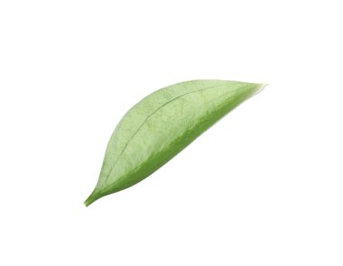 One fresh green Ruscus leaf isolated on white