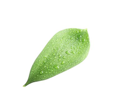 Beyaz üzerinde su damlaları olan bir Ruscus yaprağı