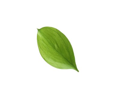 One fresh green Ruscus leaf isolated on white