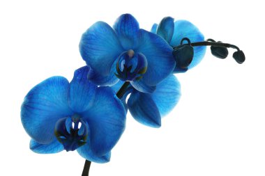 Güzel mavi orkide çiçeği beyaza izole edilmiş.