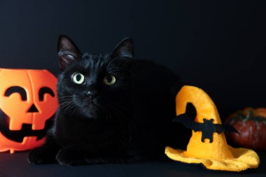 Cute cat near witch's hat, Halloween basket and pumpkins on black background. Adorable pet