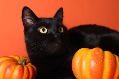 Turuncu arka planda sevimli siyah kedi ve balkabakları, yakın plan. Sevimli hayvan.