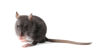 Beyaz arka planda şirin bir fare. Küçük hayvan.