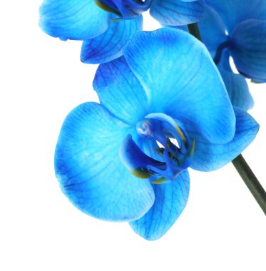 Güzel mavi orkide çiçeği beyaza izole edilmiş.