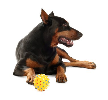 Beyaz arka planda oyuncağı olan sevimli bir doberman. Evcil hayvan