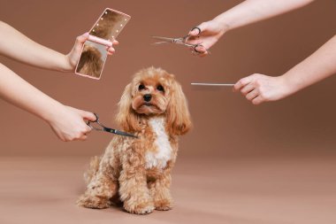 Bakım aletleri olan kadınlar ve kahverengi arka planda sevimli bir köpek, yakın plan.
