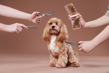 Bakım aletleri olan kadınlar ve kahverengi arka planda sevimli bir köpek, yakın plan.