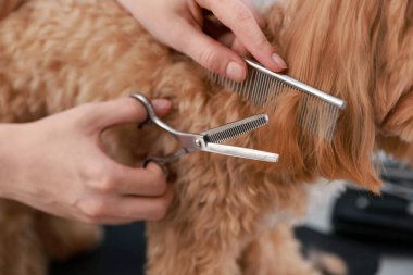 İçeride makasla köpek kılı kesen kadın, yakın plan. Hayvan bakımı.