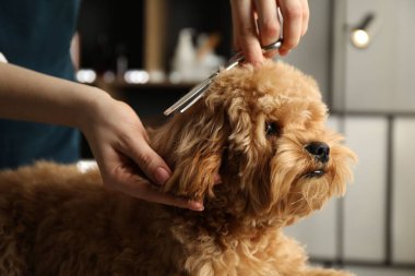 Groomer kuaförde şirin bir köpeğin saçını kesiyor.
