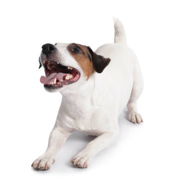 Beyaz arka planda sevimli Jack Russell Terrier köpeği