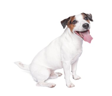Beyaz arka planda oturan şirin Jack Russell Terrier köpeği.