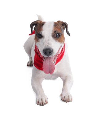 Beyaz arka planda kırmızı bandanalı şirin Jack Russell Terrier köpeği.