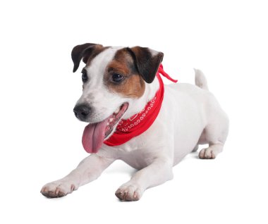 Beyaz arka planda kırmızı bandanalı şirin Jack Russell Terrier köpeği.