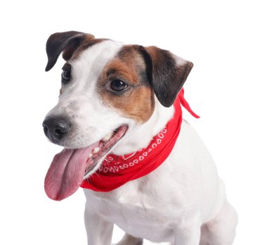 Beyaz arka planda kırmızı bandanalı şirin Jack Russell Terrier köpeği.