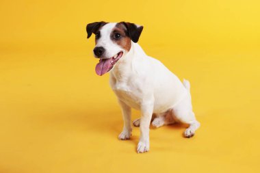 Sarı arka planda oturan şirin Jack Russell Terrier köpeği.