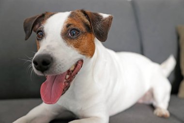 Sevimli Jack Russell Terrier köpeği evdeki kanepede uzanıyor, yakın plan.