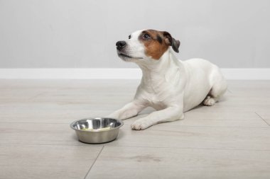 Tatlı Jack Russell Terrier köpeği. Gri duvarın yanında yerde bir kase yemek var.
