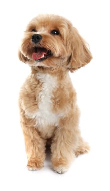 Beyaz arka planda sevimli bir Maltipoo köpeği. Sevimli hayvan