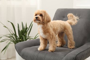 Evdeki koltukta sevimli Maltipoo köpeği.