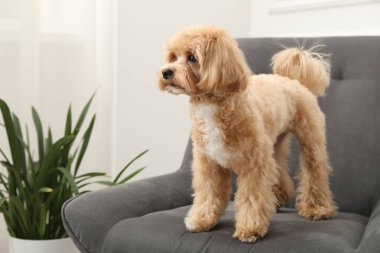 Evdeki koltukta sevimli Maltipoo köpeği.