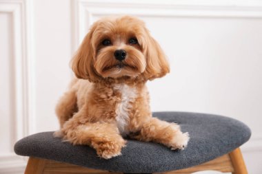 Şirin Maltipoo köpeği evde.