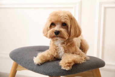 Şirin Maltipoo köpeği evde.