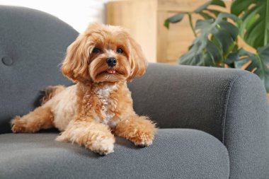 Evdeki kanepede oturan sevimli Maltipoo köpeği.