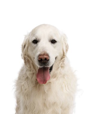 Beyaz arka planda sevimli Golden Retriever köpeği