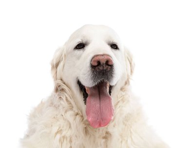 Beyaz arka planda sevimli Golden Retriever köpeği
