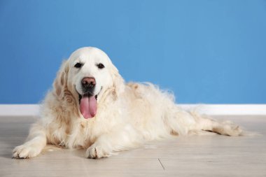 Mavi duvarın yanında yerde yatan sevimli Golden Retriever köpeği, mesaj için yer var.