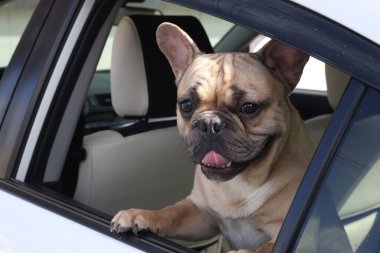 Arabadaki sevimli Fransız bulldog 'u, dışarıdan görünüyor.