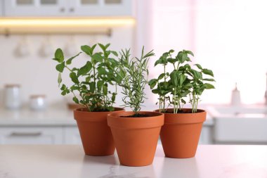 Mutfaktaki beyaz mermer tezgahta farklı aromatik otlar var.