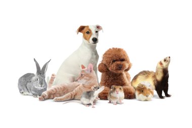 Beyaz arka planda bir grup sevimli evcil hayvan