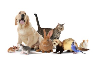 Beyaz arka planda bir grup sevimli evcil hayvan