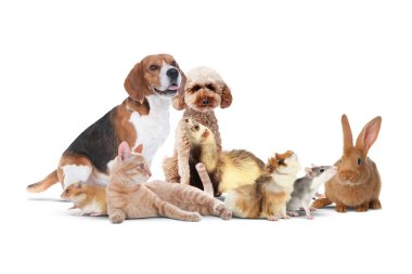 Beyaz arka planda bir grup sevimli evcil hayvan